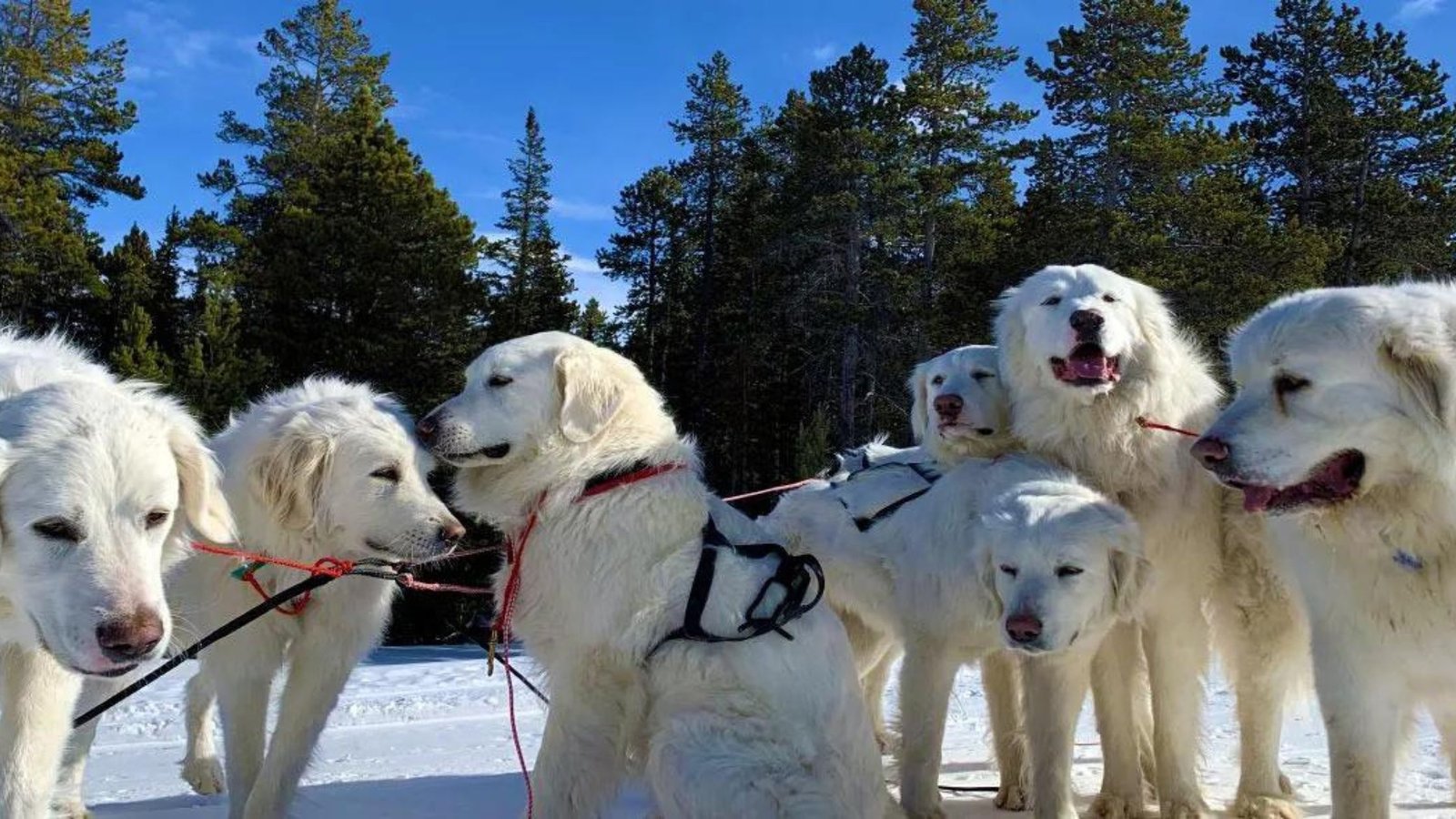 sweet white doggos