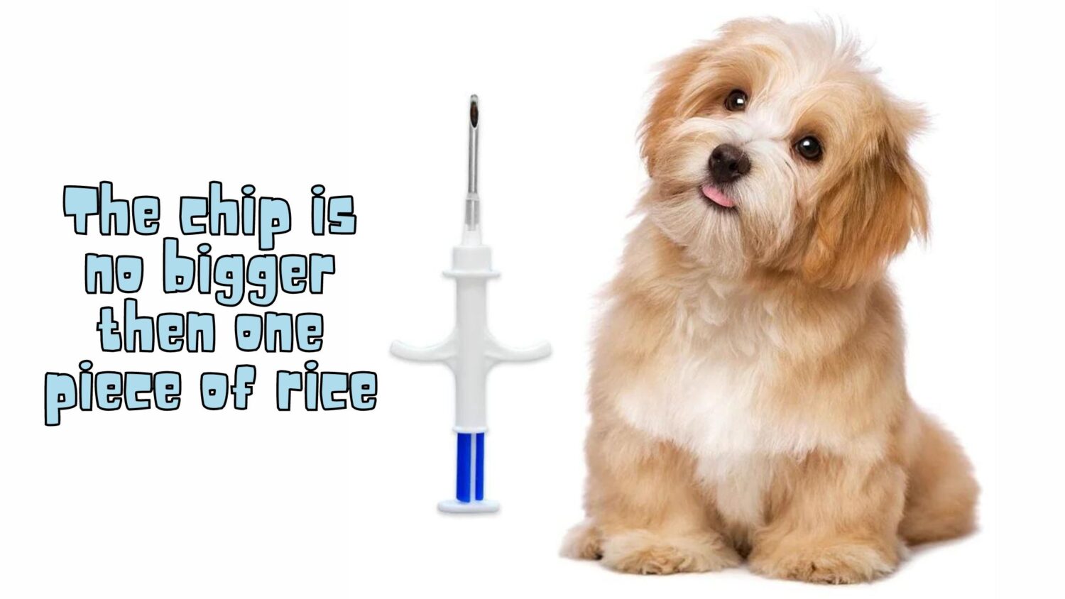 microchipping dogs