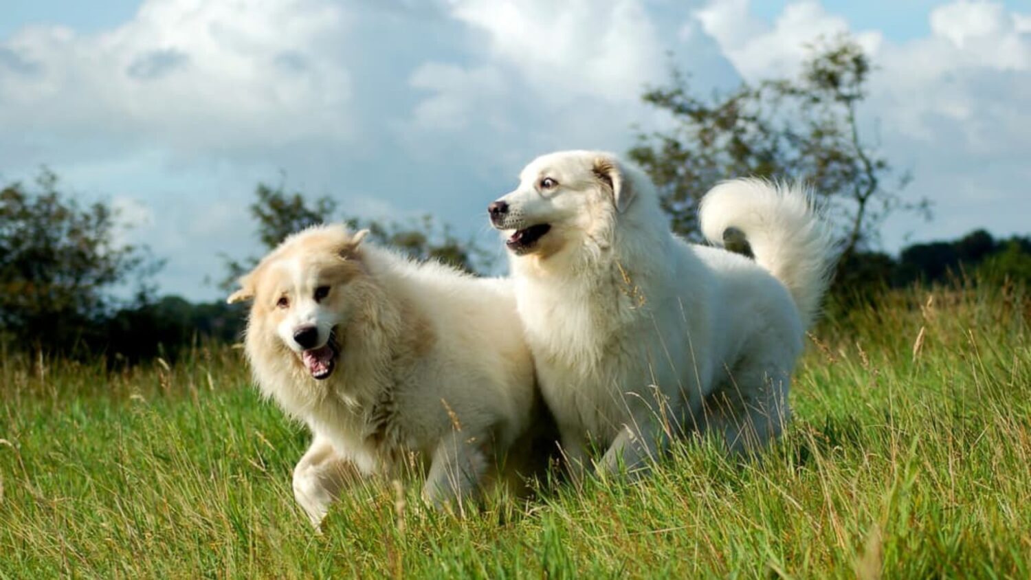two cute white dogs