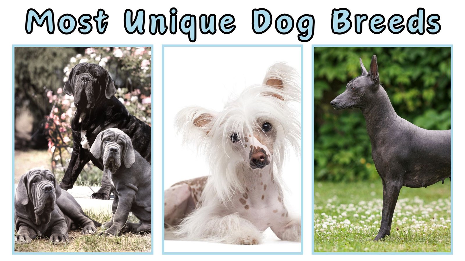 UNIQUE DOG BREEDS