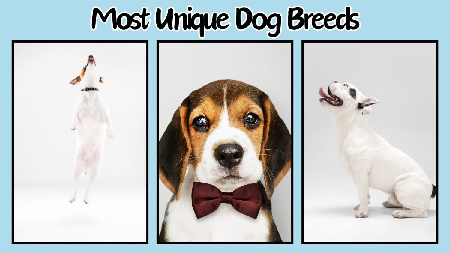unique dog breeds