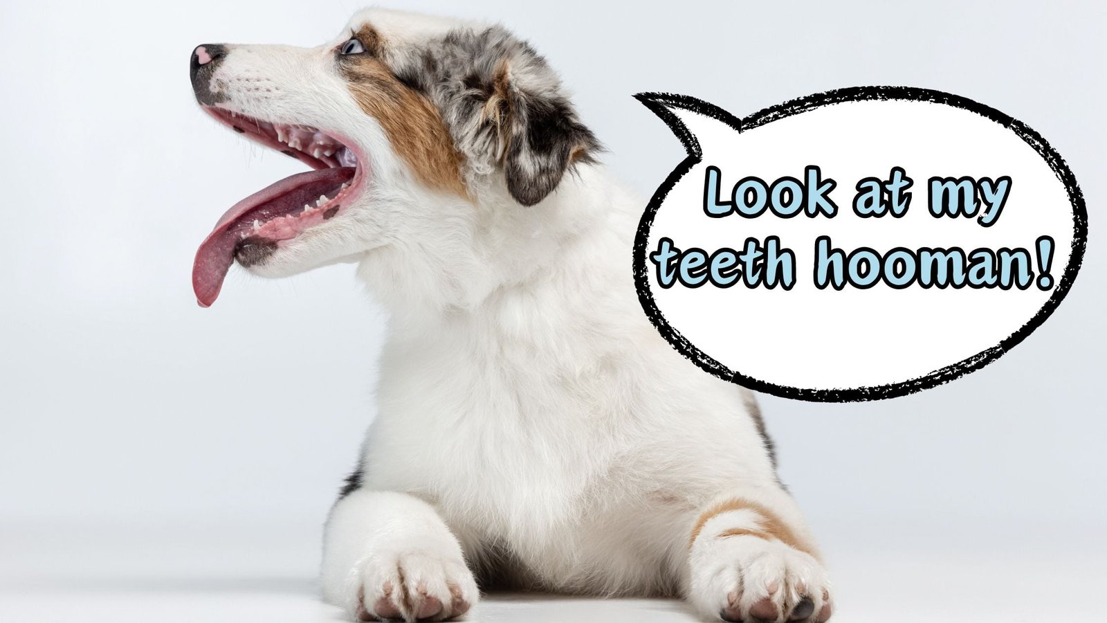 WHY DO DOGS SHOW THEIR TEETH
