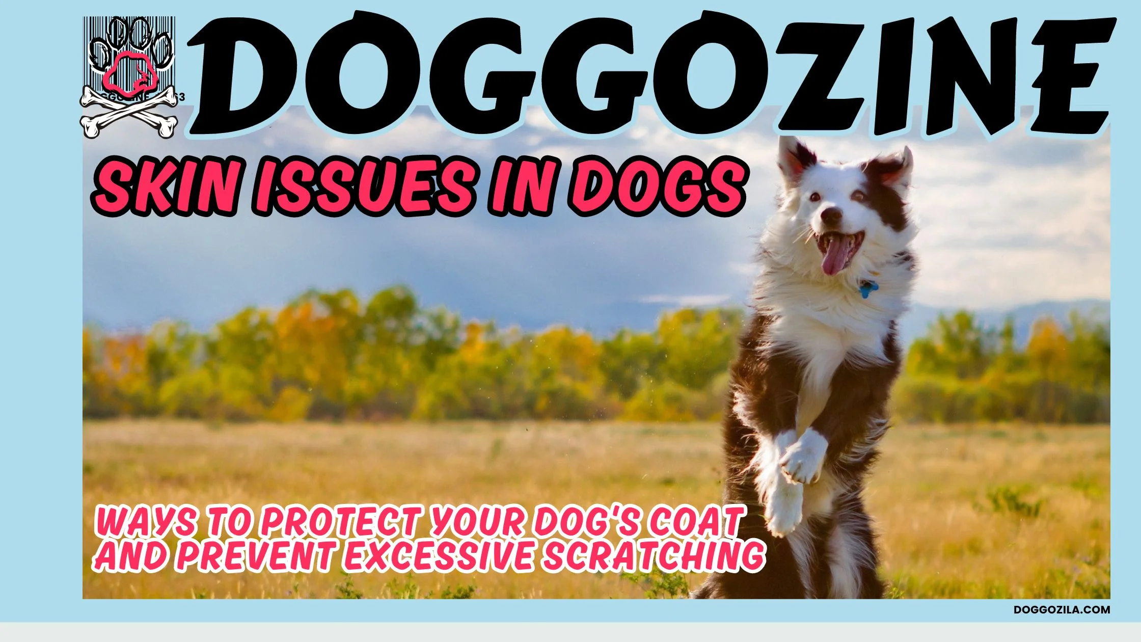 SKIN ISSUES IN DOGS