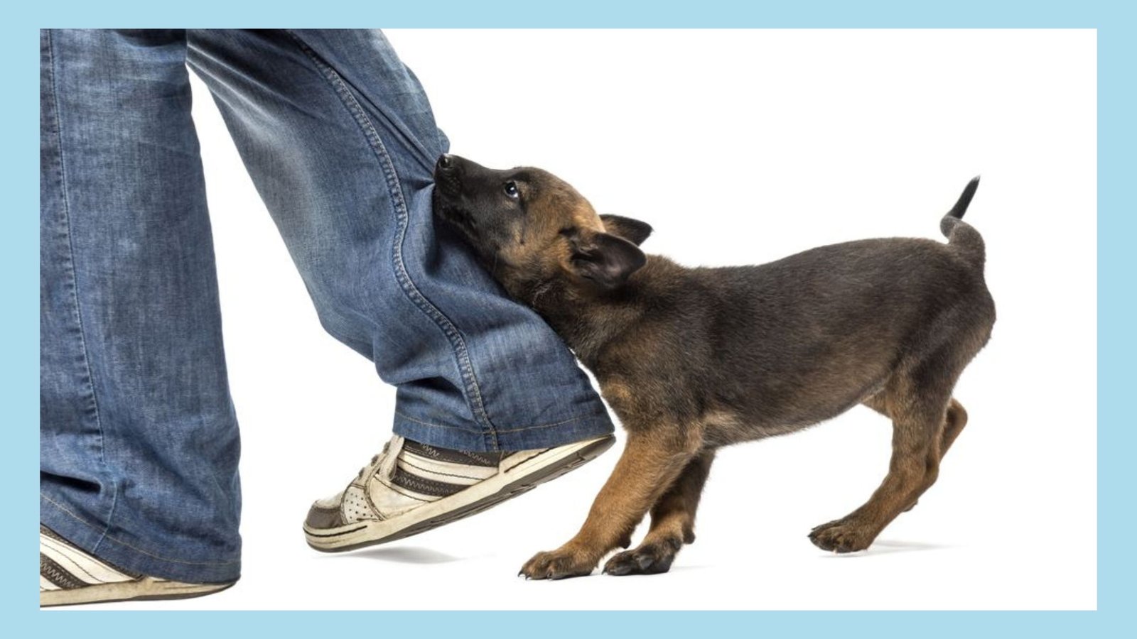 cute puppy