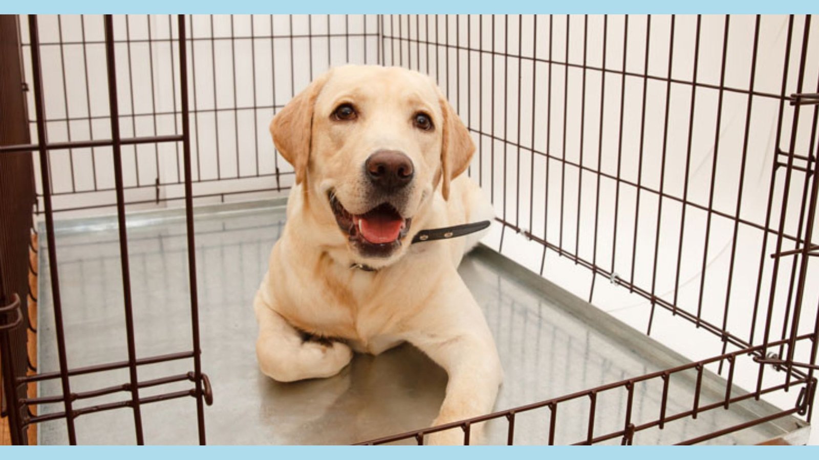 PUPPY CRATE TRAINING