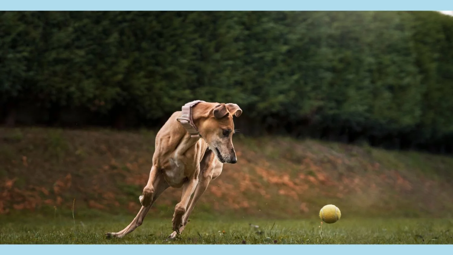 teach your dog how to fetch
