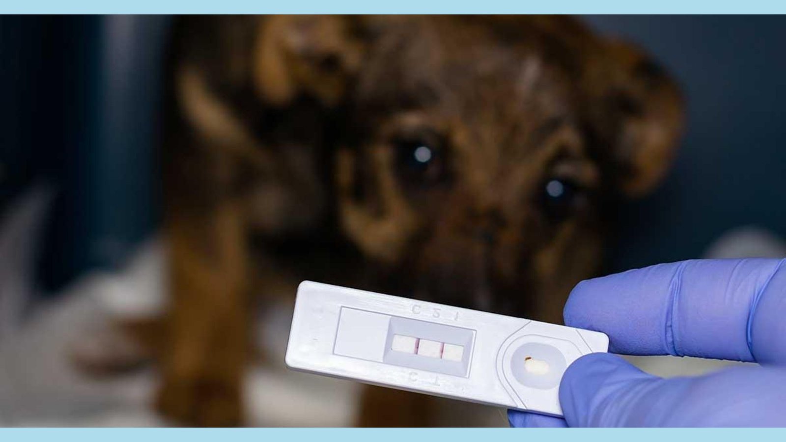 COMMON DOG DISEASES Parvo