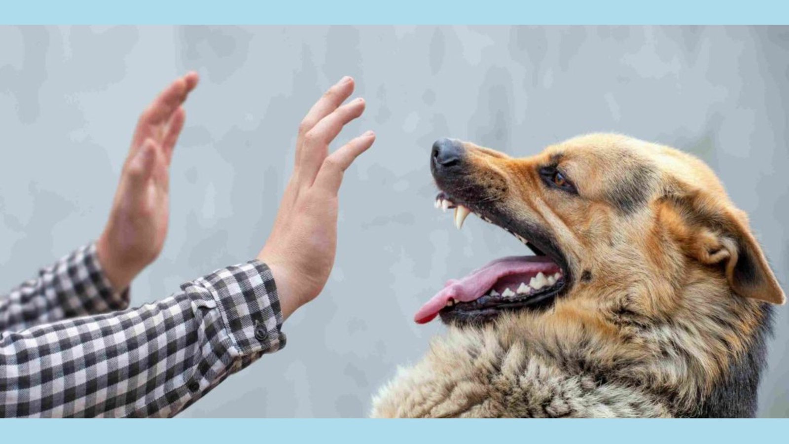 why do dogs bite