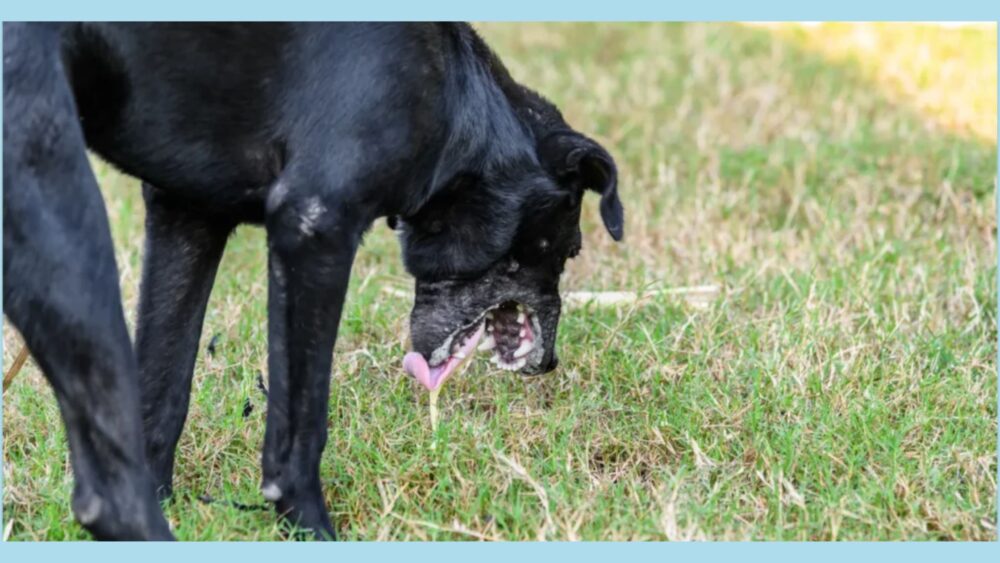 Photo inspiration: Gallery Detail: Dog Vomiting Causes Treatment And Prevention Doggozila Magazine