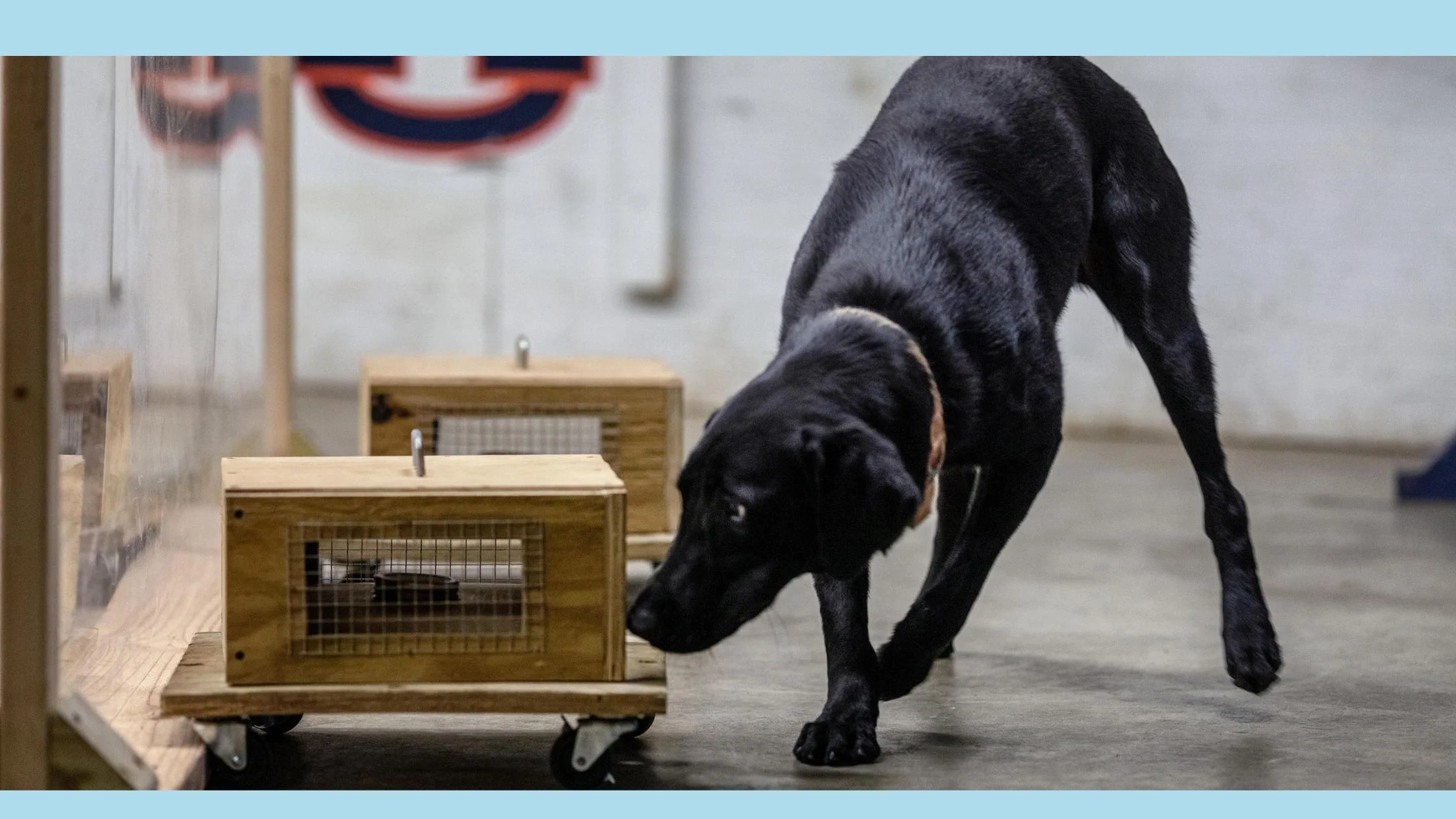 dog detection training