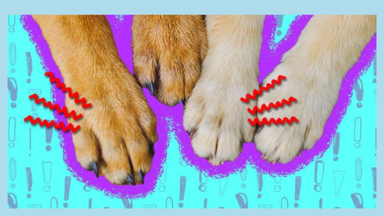 dog paws maintenance 