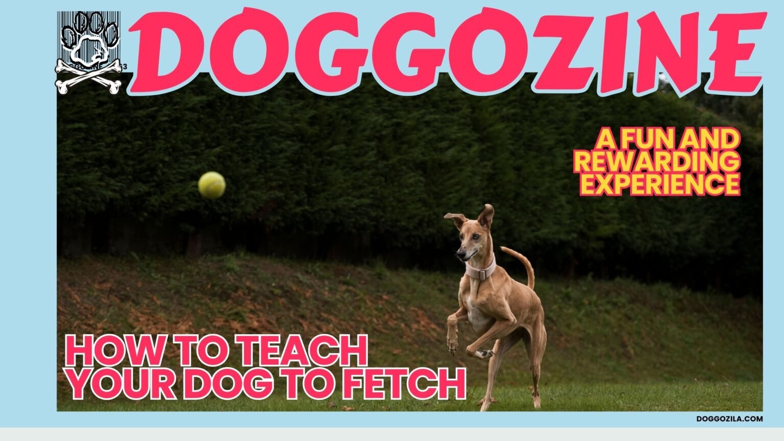 teach your dog to fetch cover