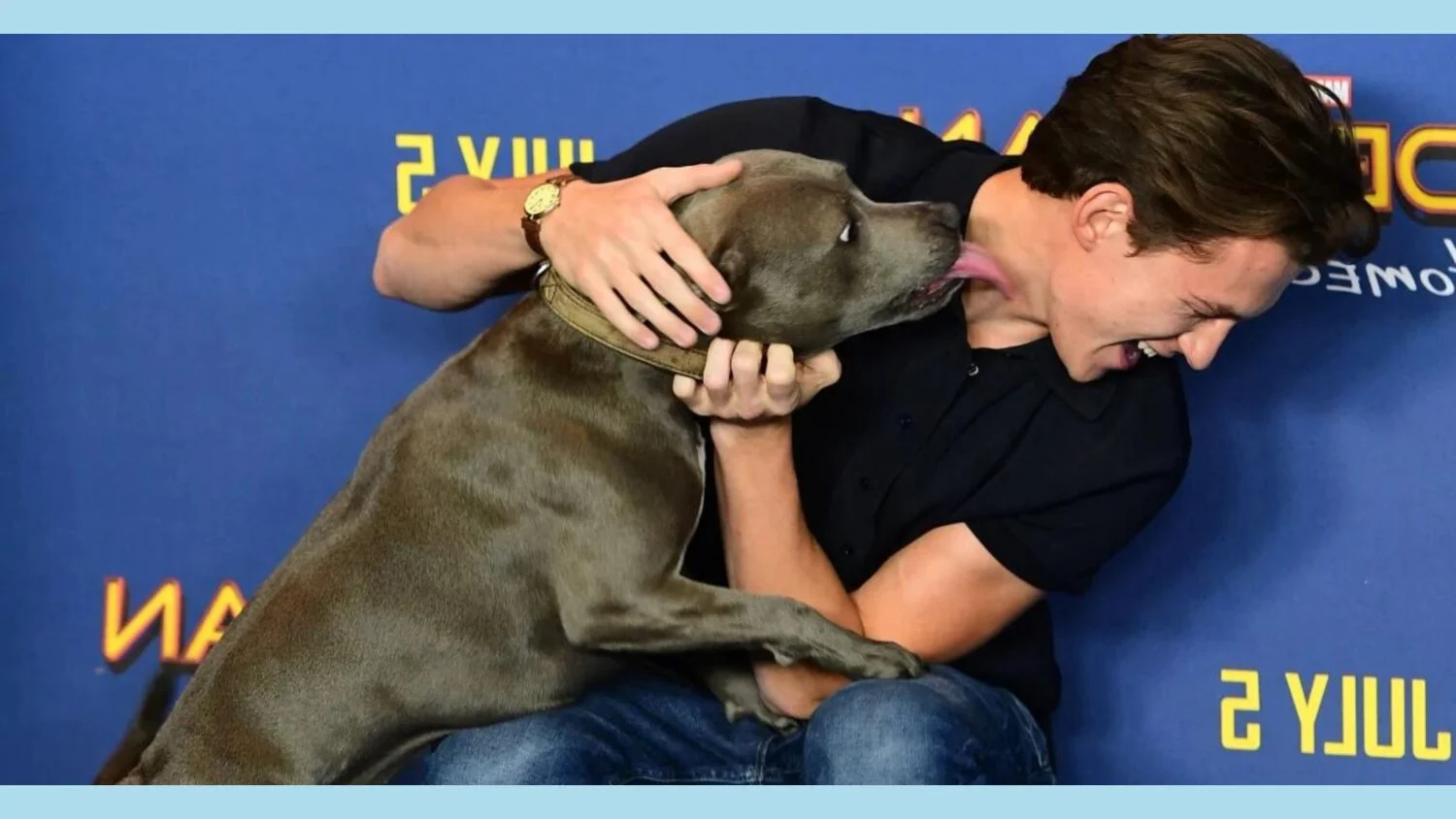 tom holland dog