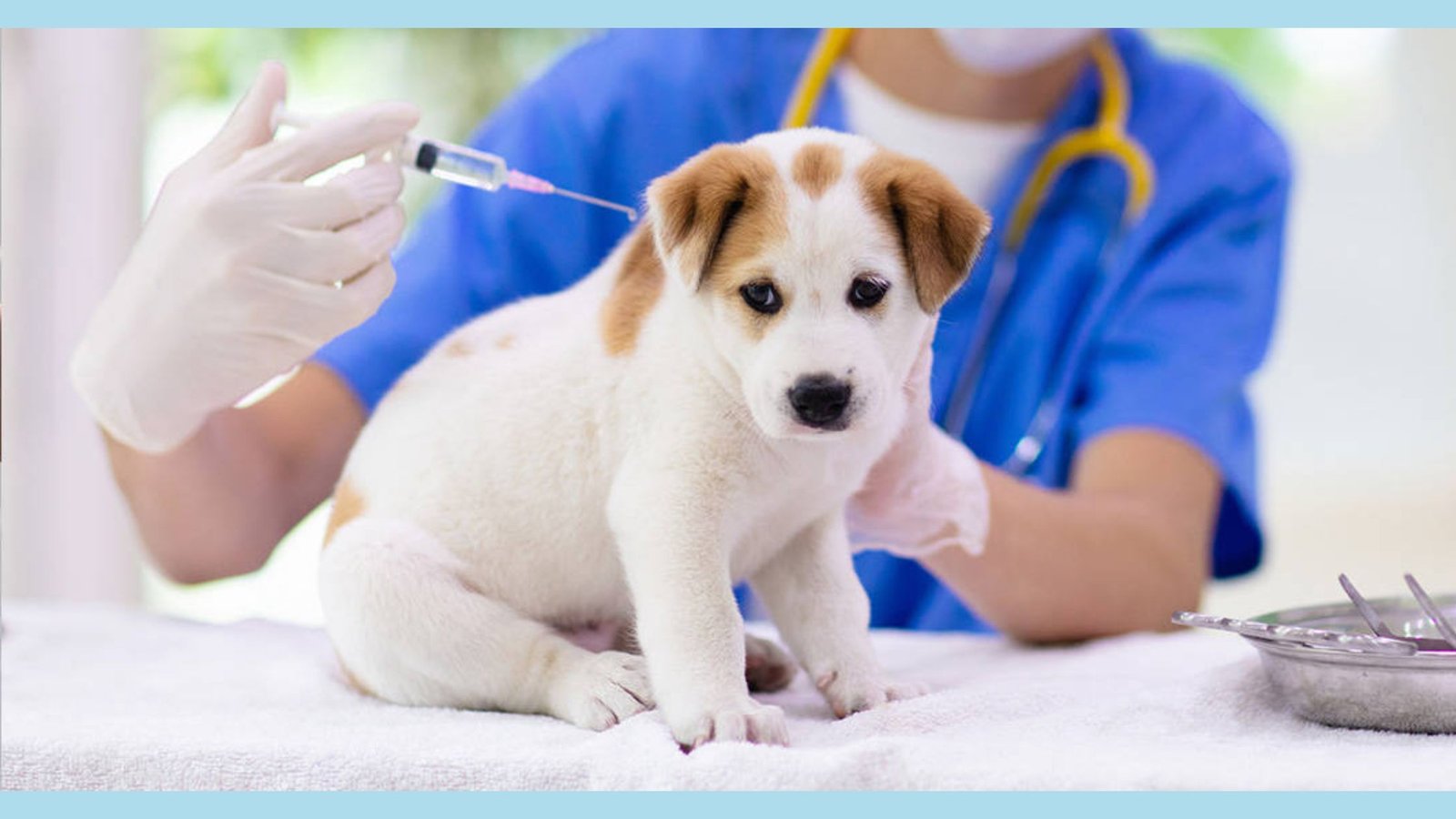5 IN 1 VACCINE FOR DOGS