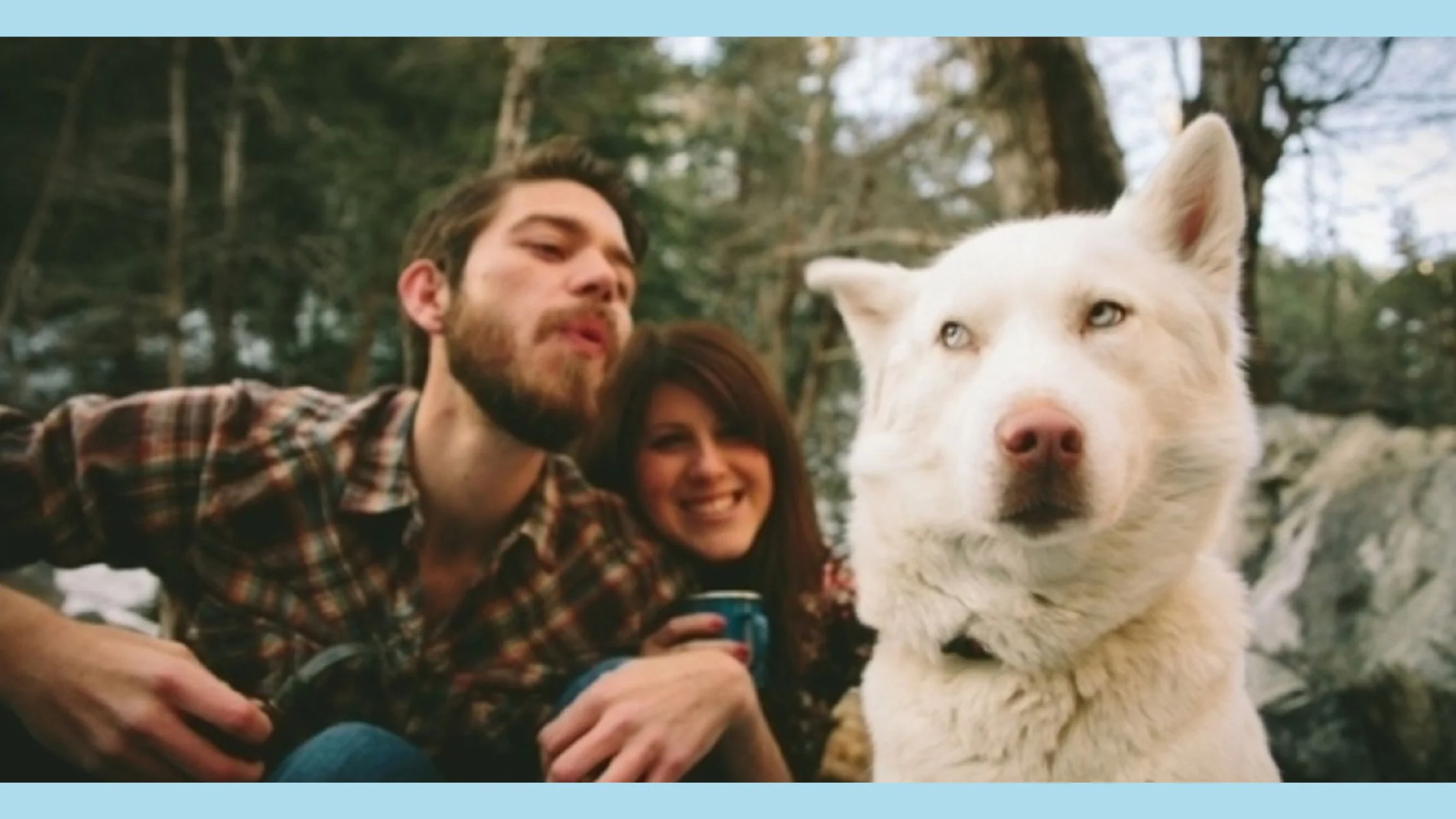 funny dogs