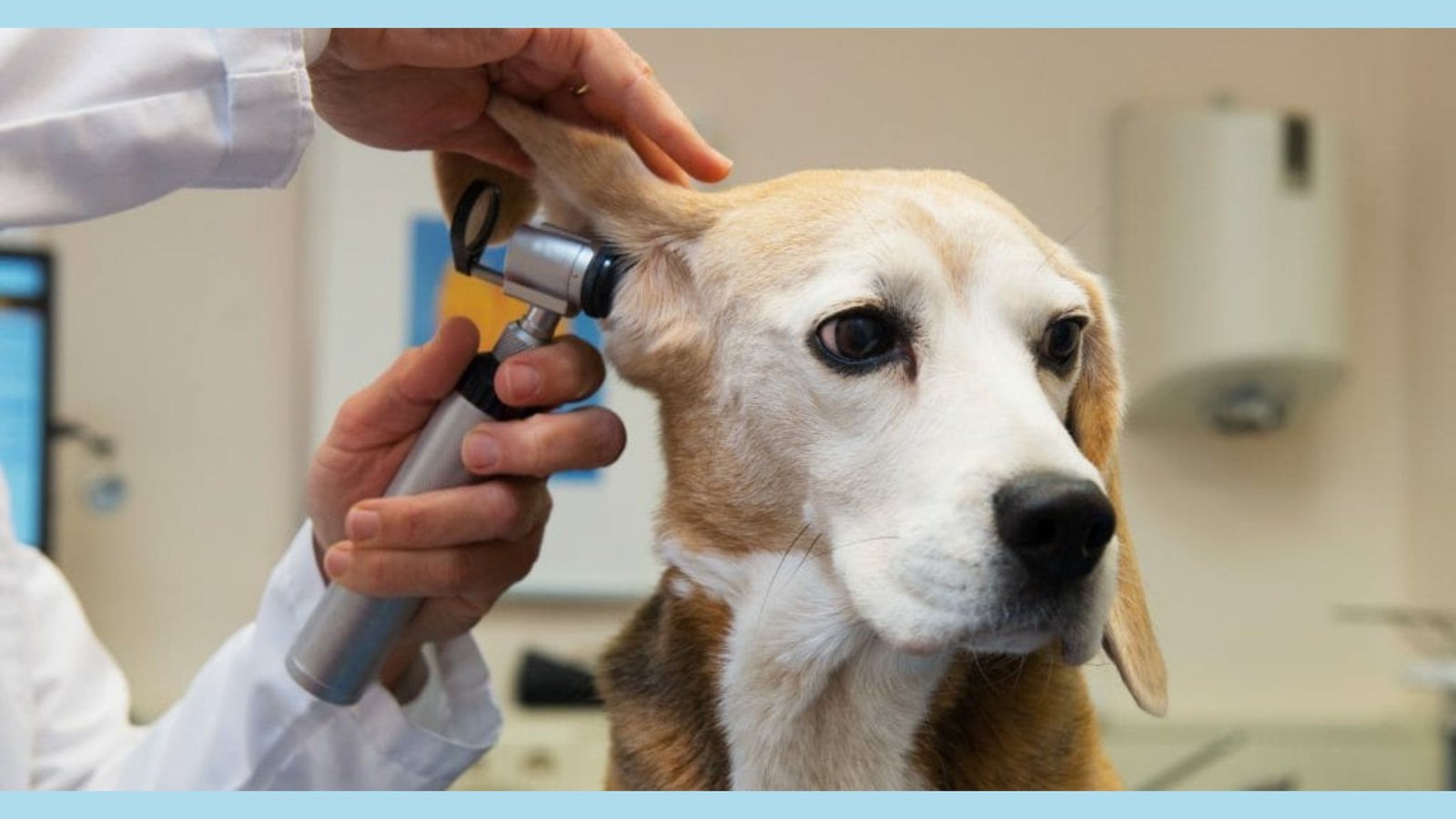 dog's ear examination
