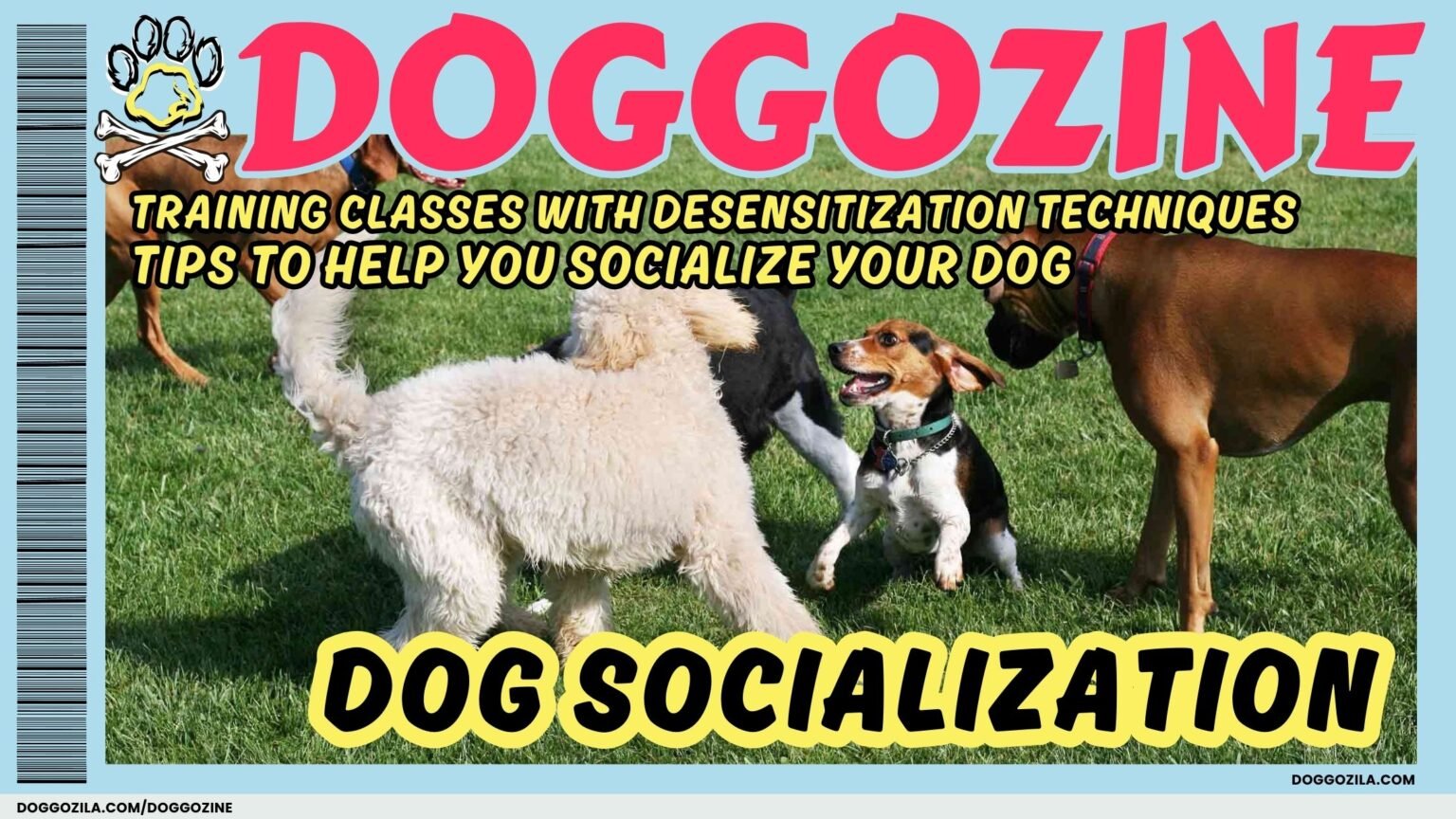 DOG SOCIALIZATION