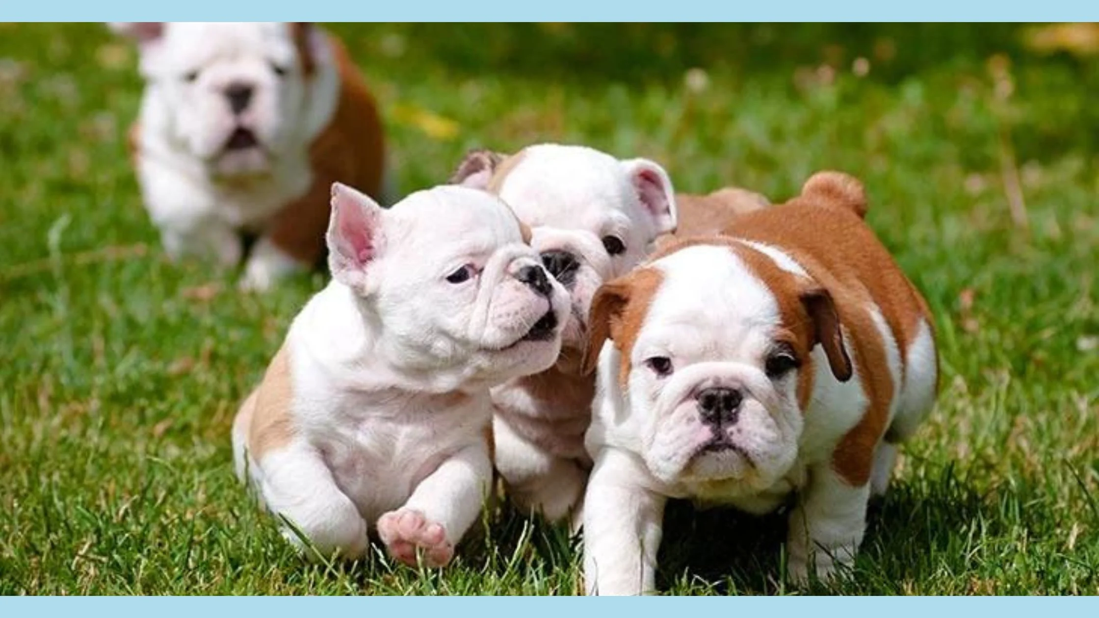 cute little puppies