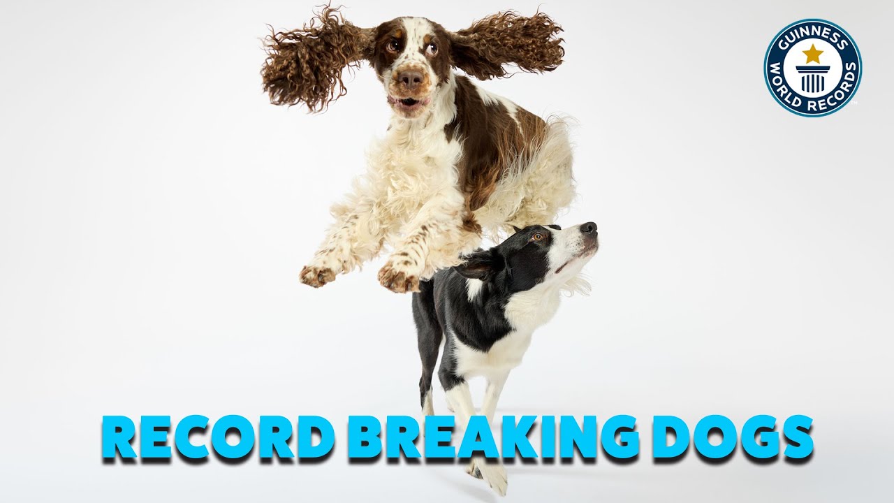 Some dogs are born to break records, and their stories will blow your mind