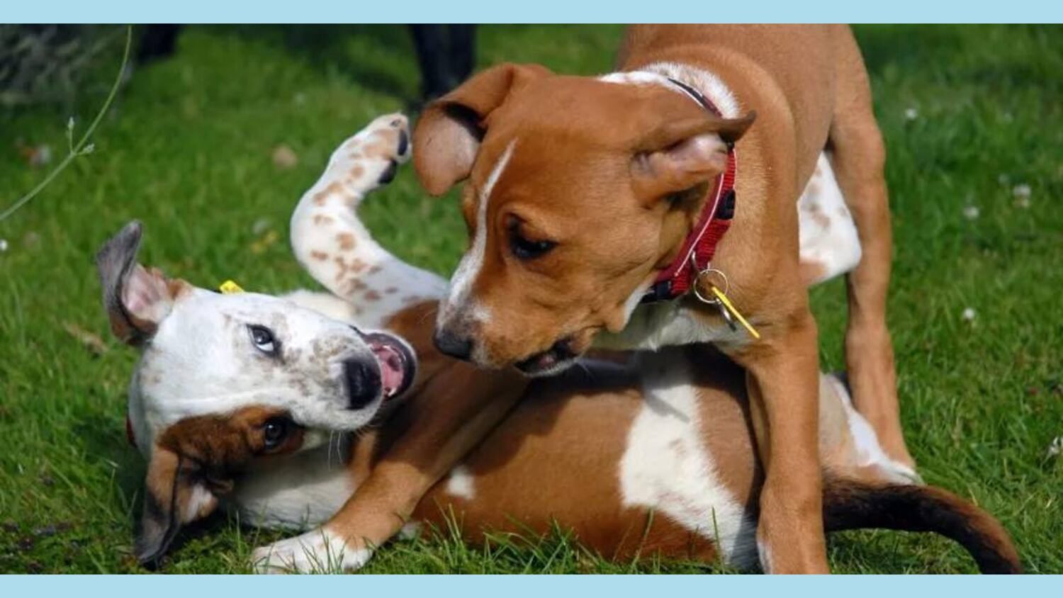 Dog Mating Behavior Courtship Rituals and Foreplay Doggozila Magazine