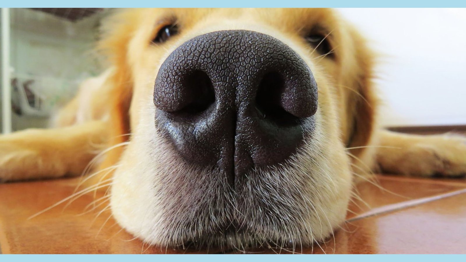 WHY DO DOGS SIGH