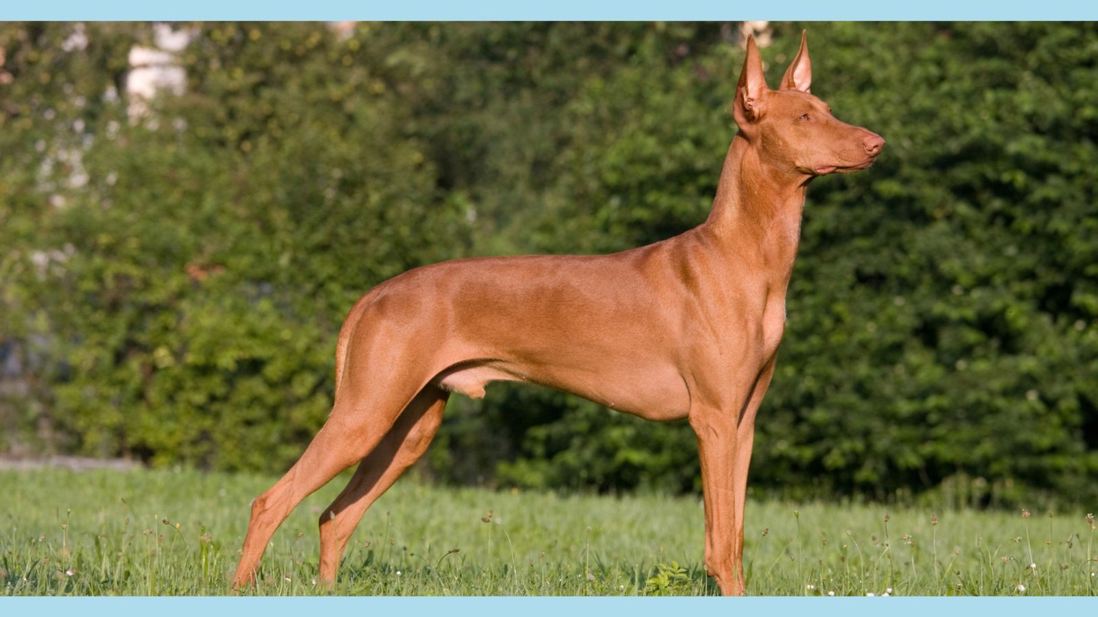 Pharaoh Hounds ANCIENT EGYPTIAN DOGS