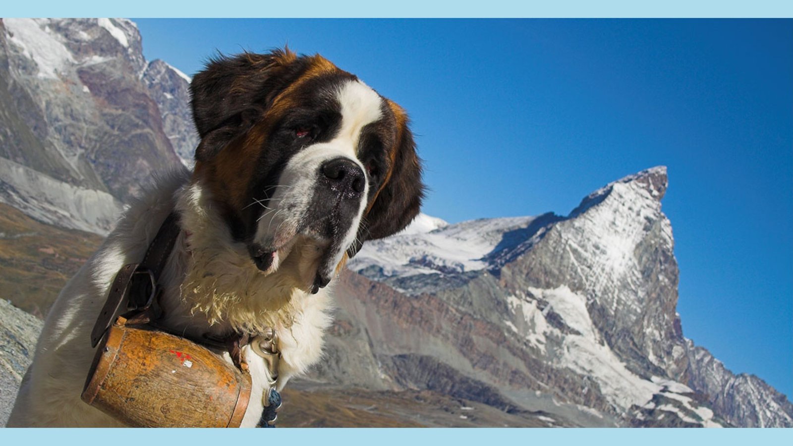saint bernard search and rescue dogs