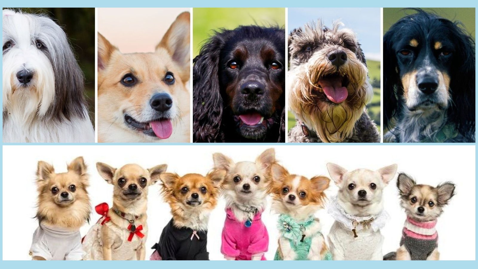 The Pint-Size­d Yorkie, Cavalier King Charles Spanie­l and Papillon