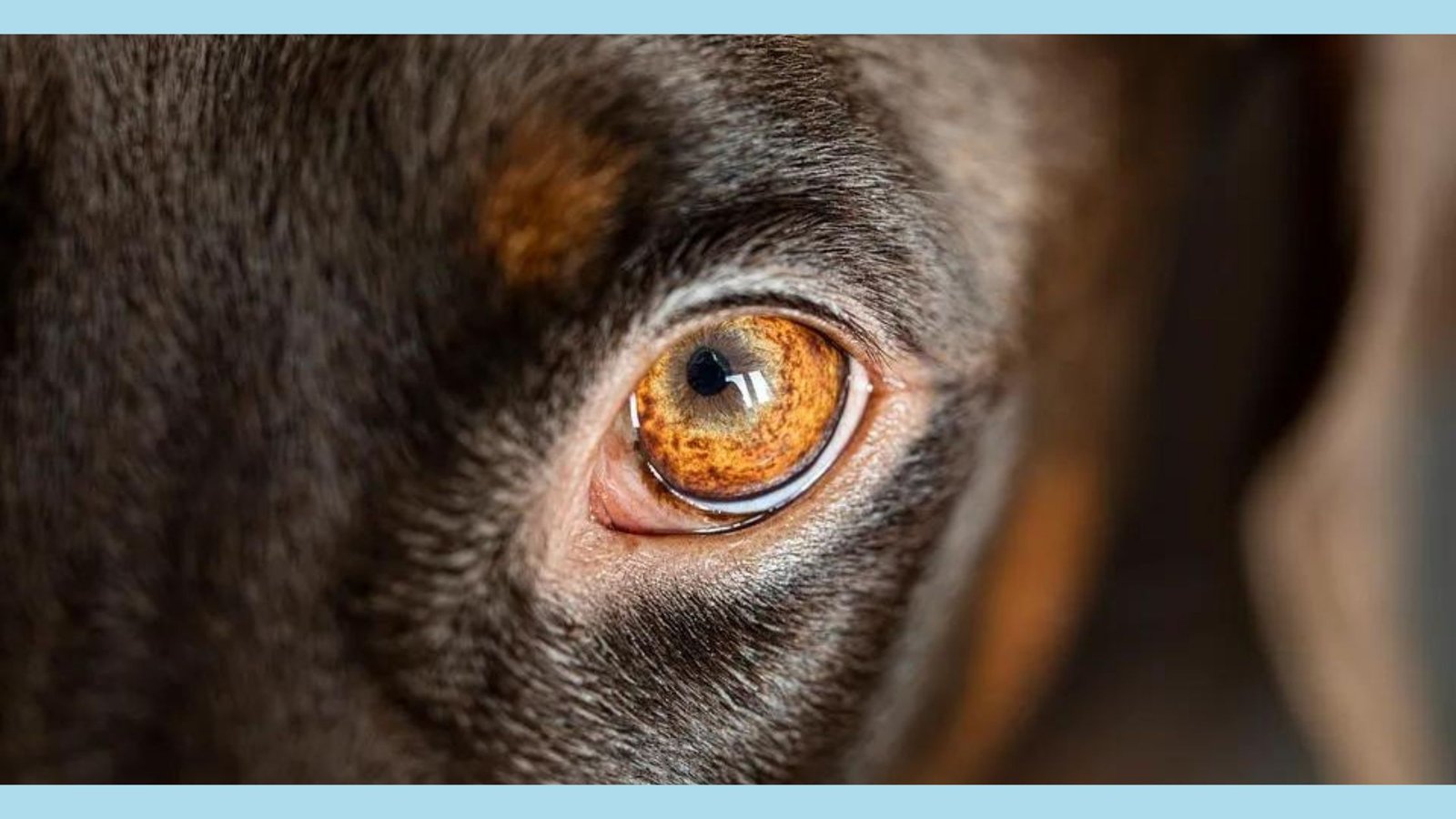EYE INFECTIONS IN DOGS