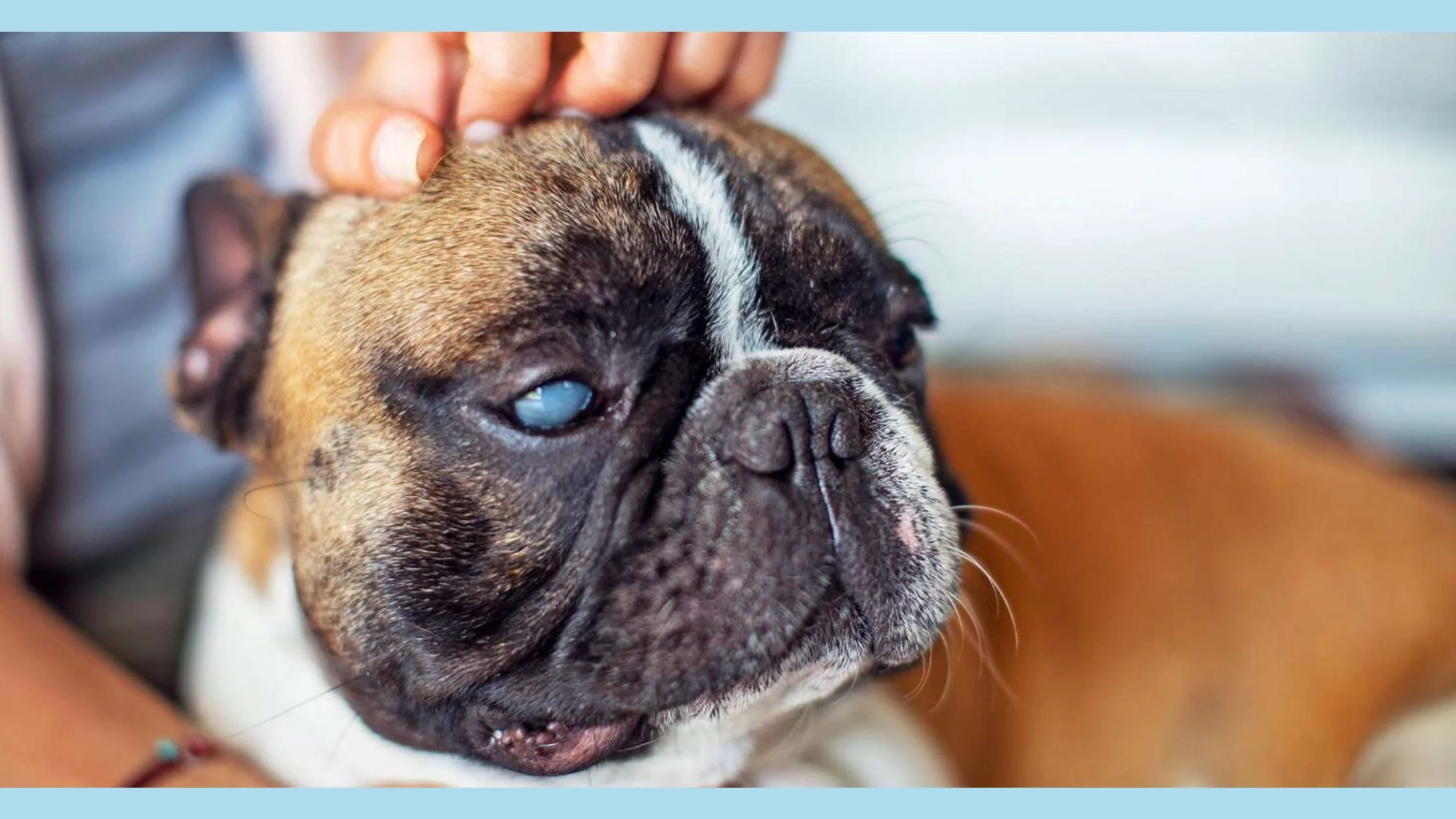 EYE INFECTIONS IN DOGS