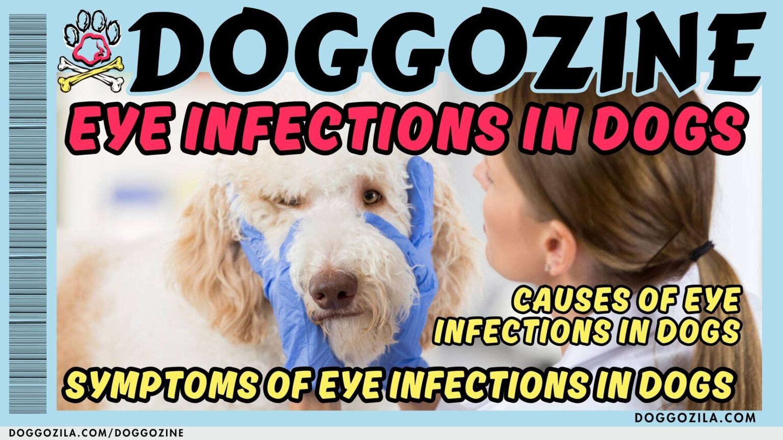 EYE INFECTIONS IN DOGS