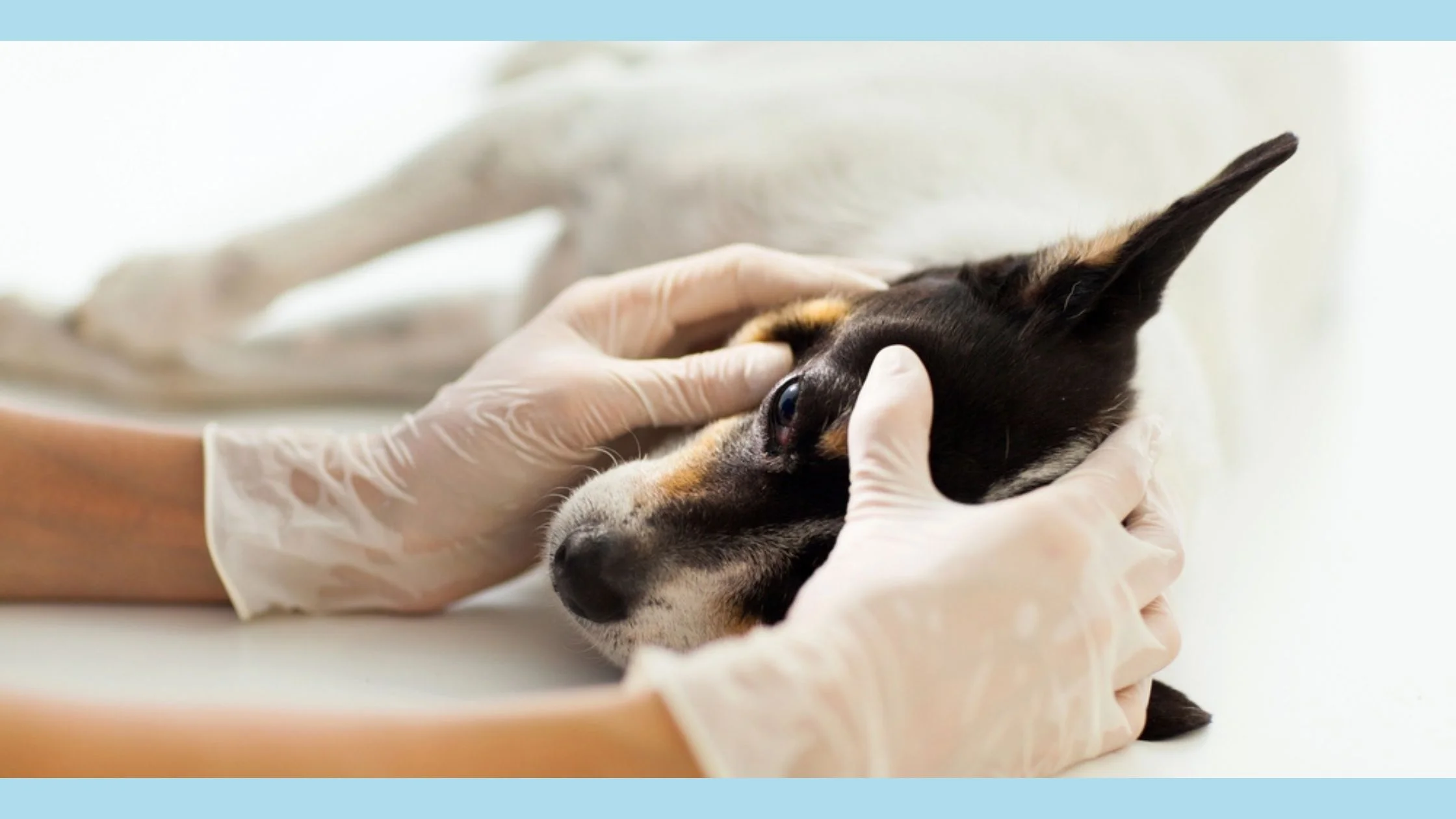 EYE INFECTIONS IN DOGS