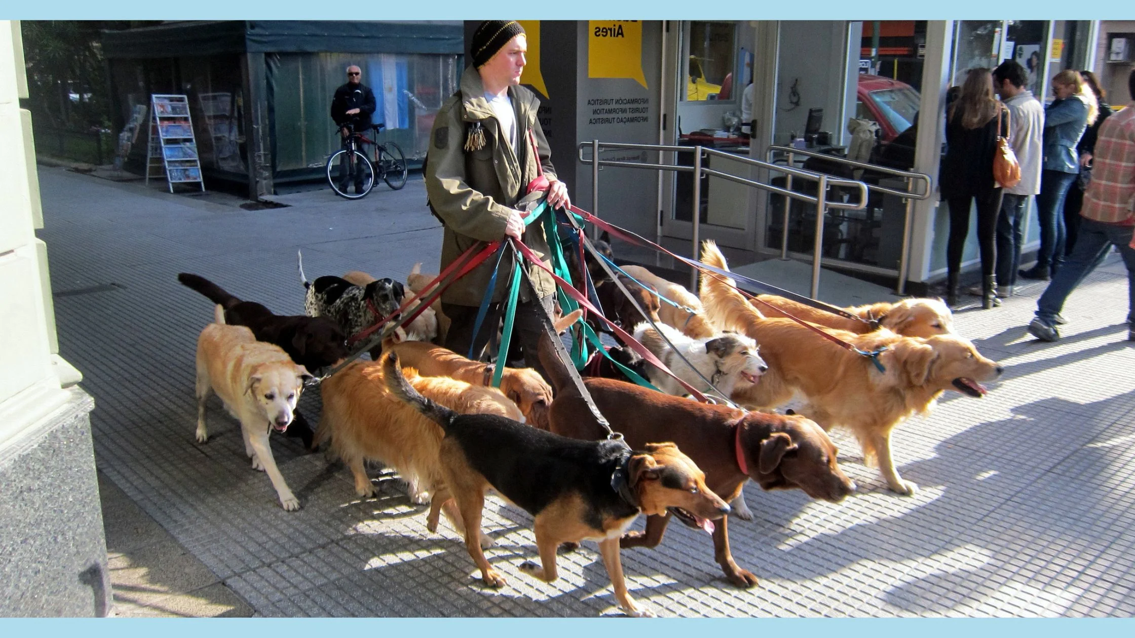 crazy dog person