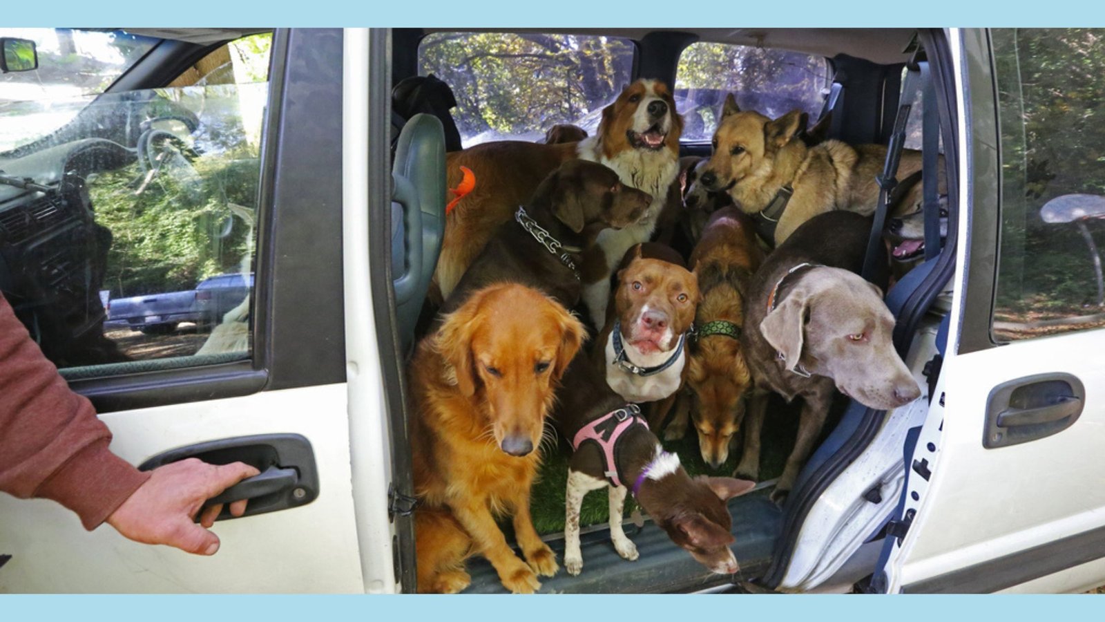 many dogs in one car