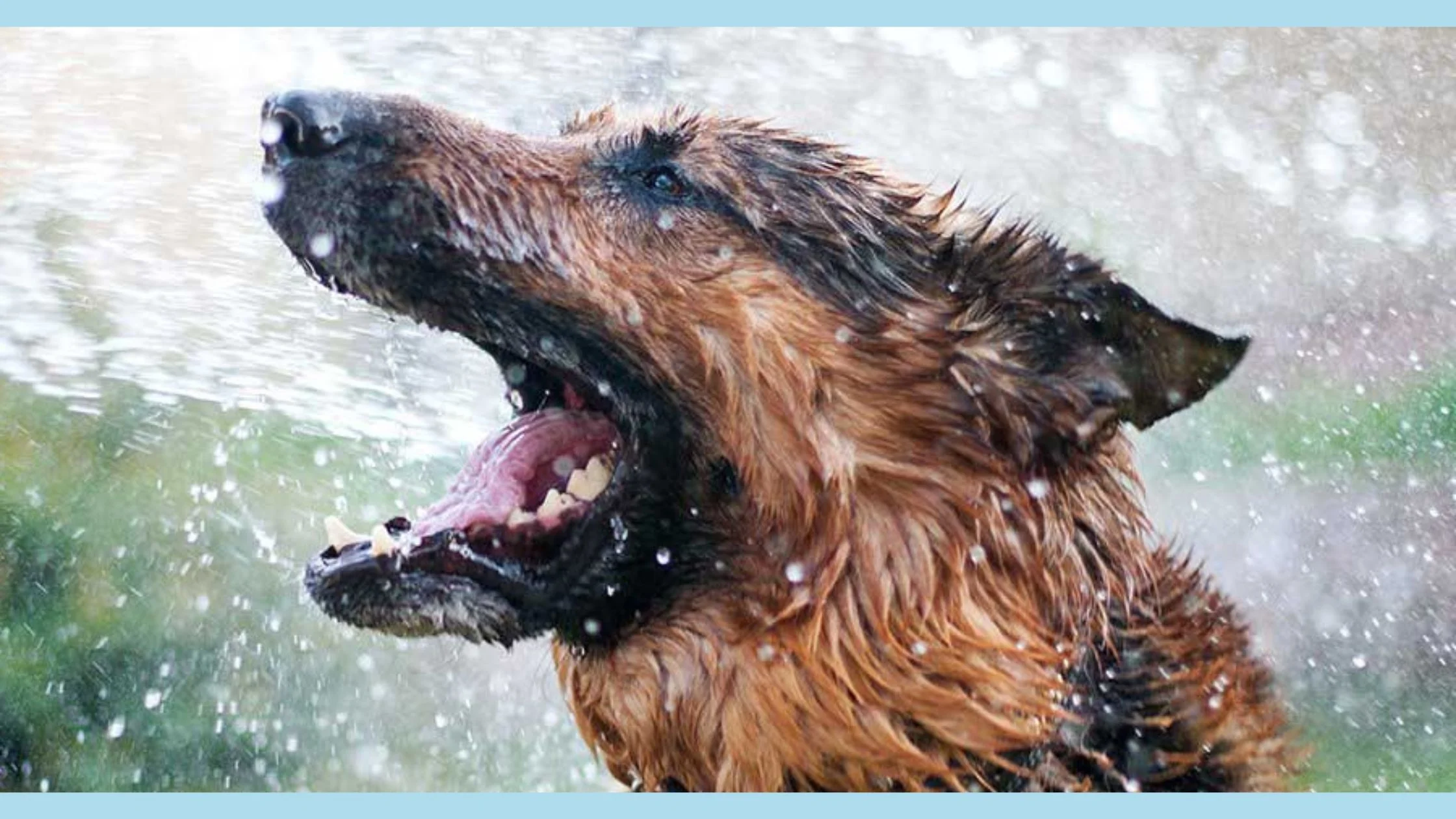 dog enjoy in the water