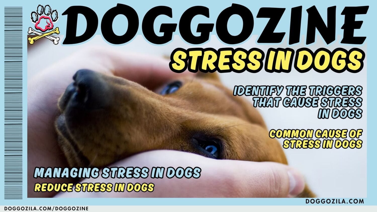 stress in dogs