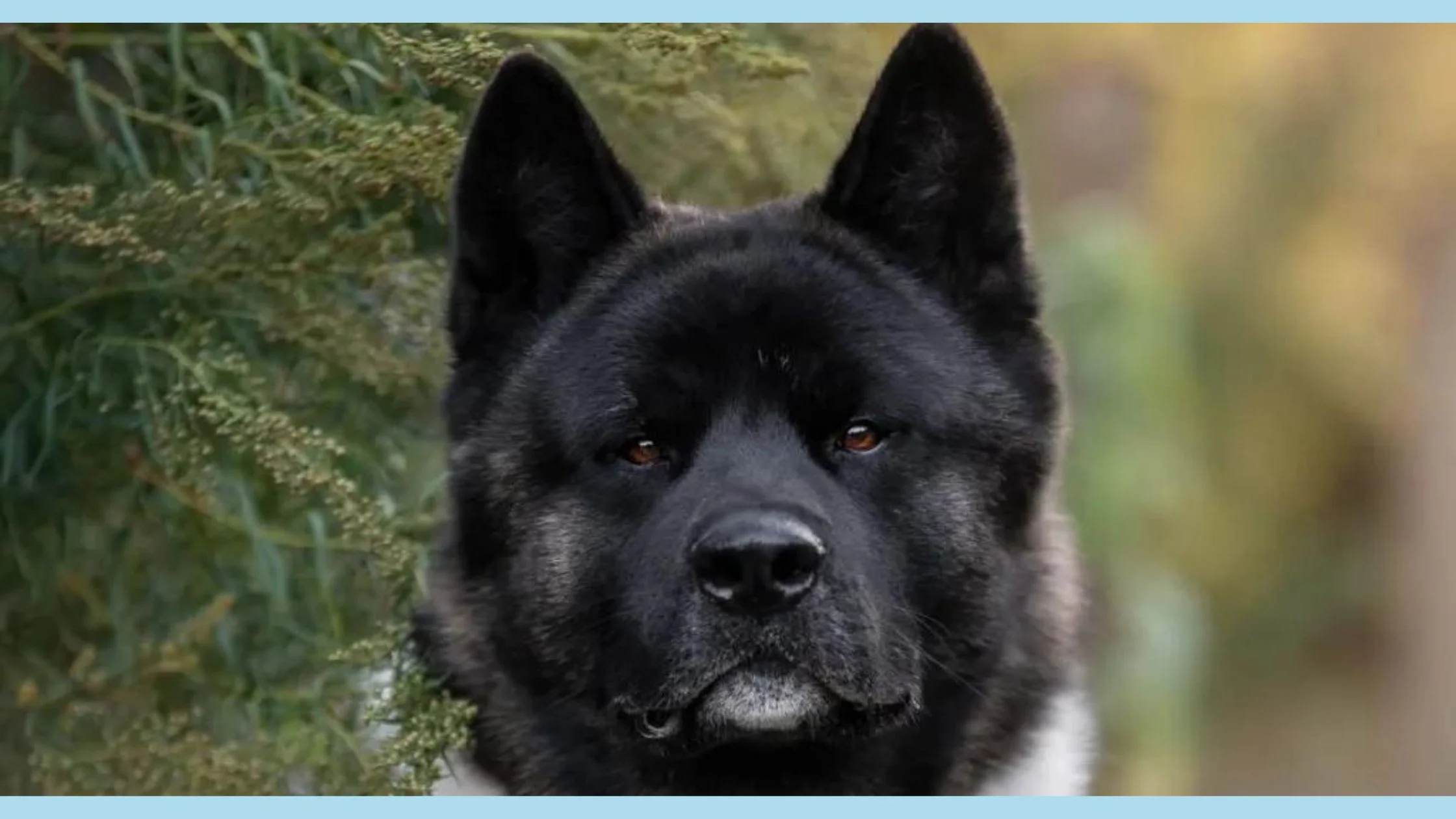 akita dog