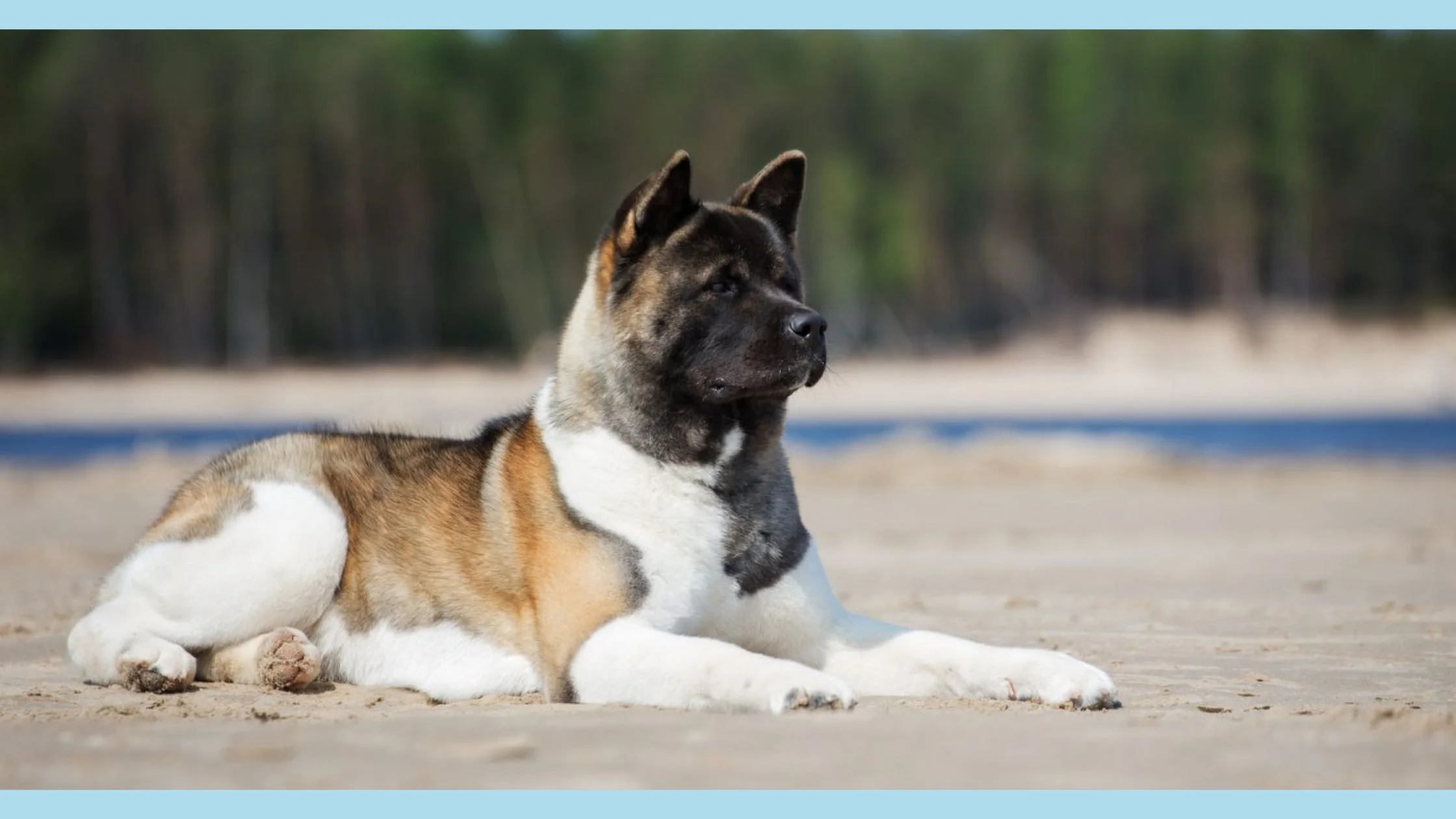 akita dog