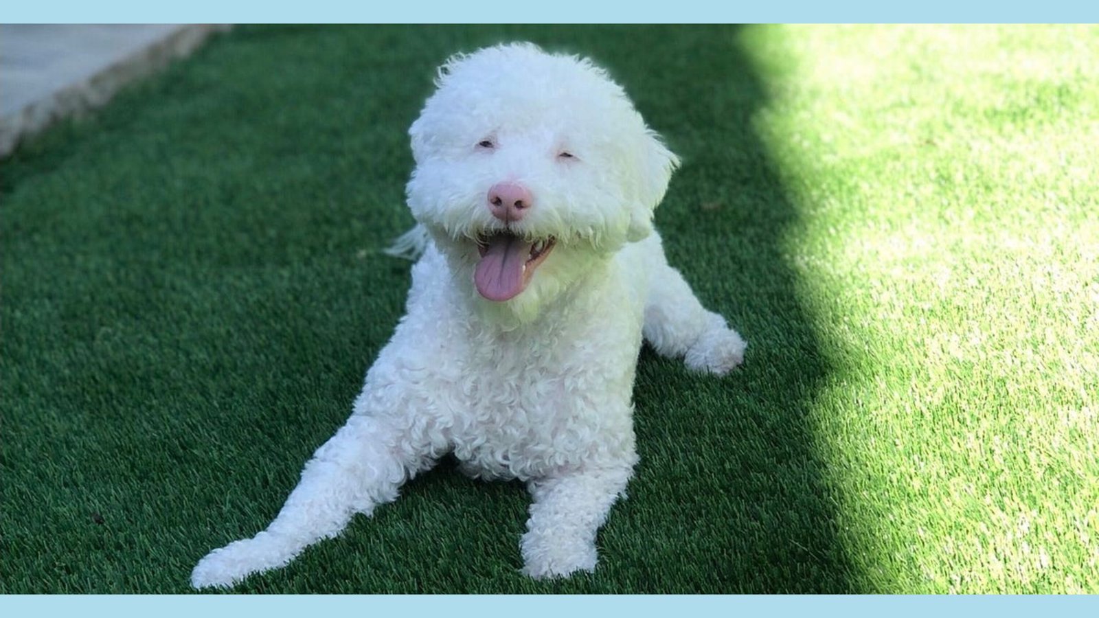 cute white dog