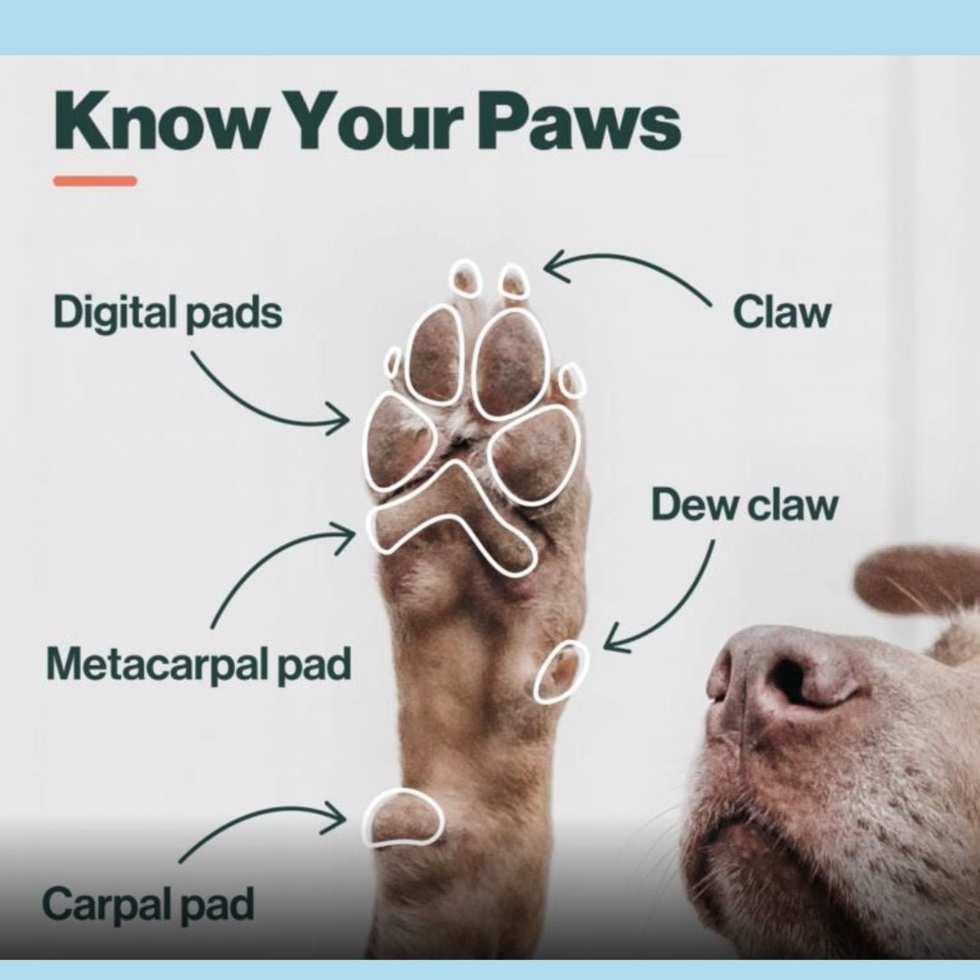anatomy of dog paw