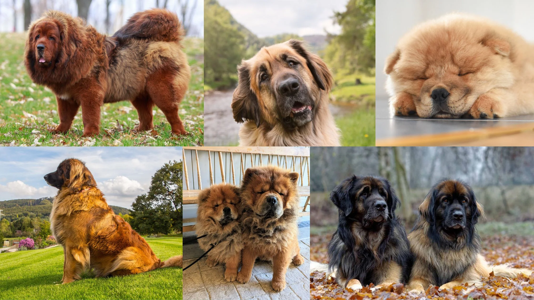 dogs that look like bears