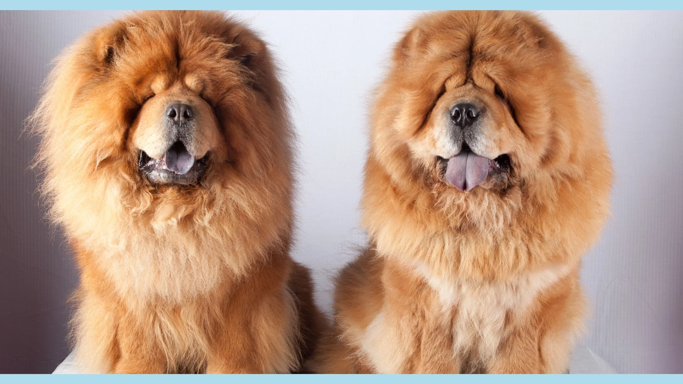 chow chow dog