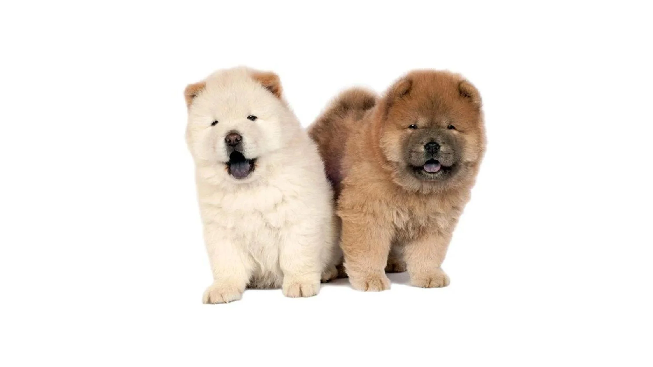 dogs that look like bears