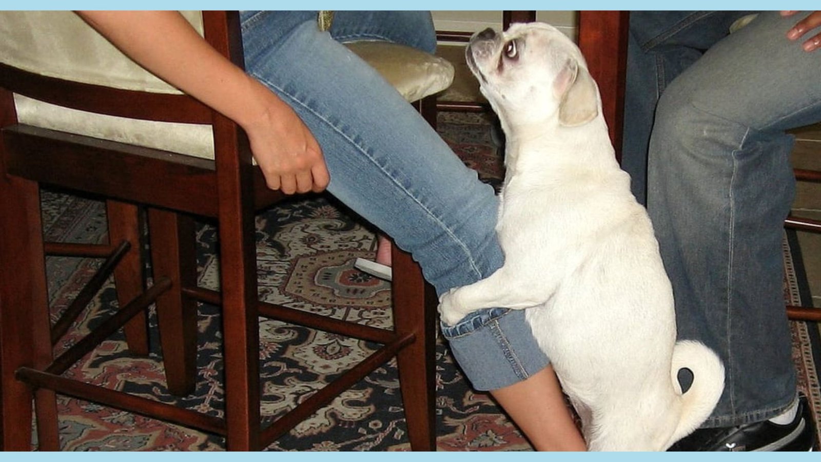 dog humping a leg