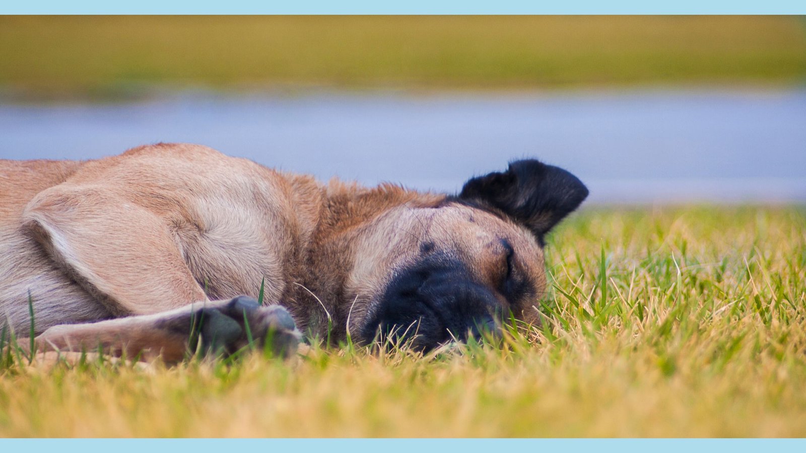 dog sleep in grass