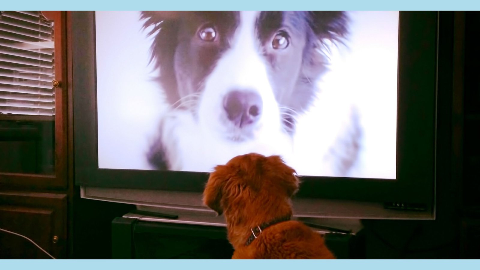 dog in front of the tv