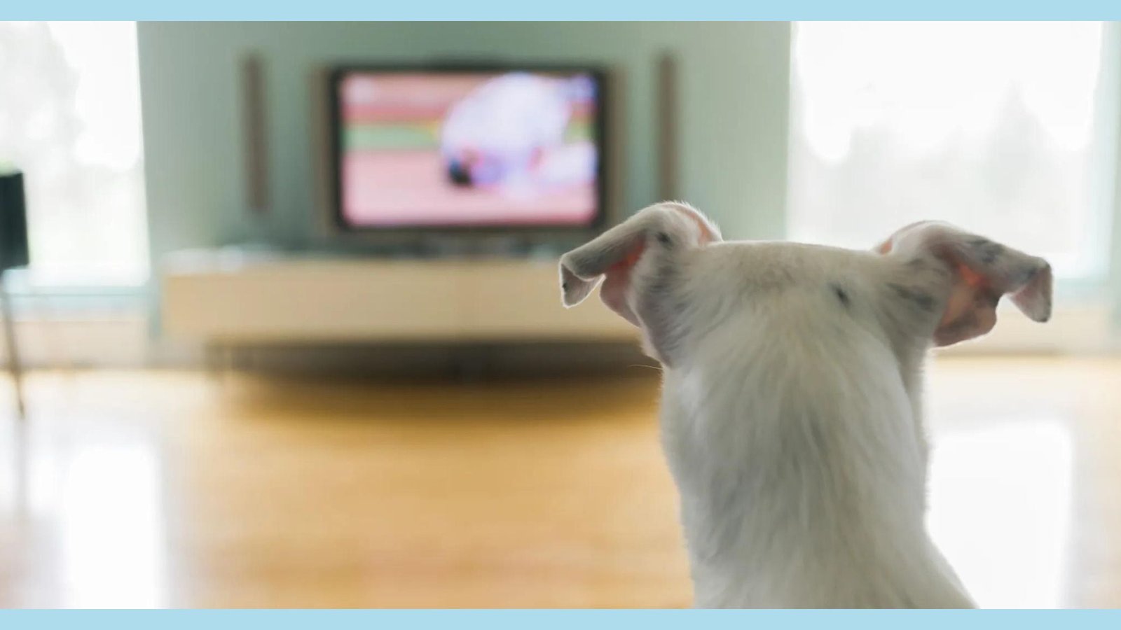 doggo watch tv