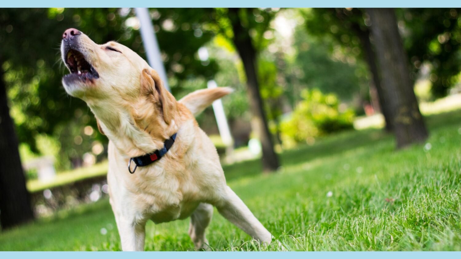 Barking Dogs: Expert Tips How To Stop Them - Doggozila Magazine