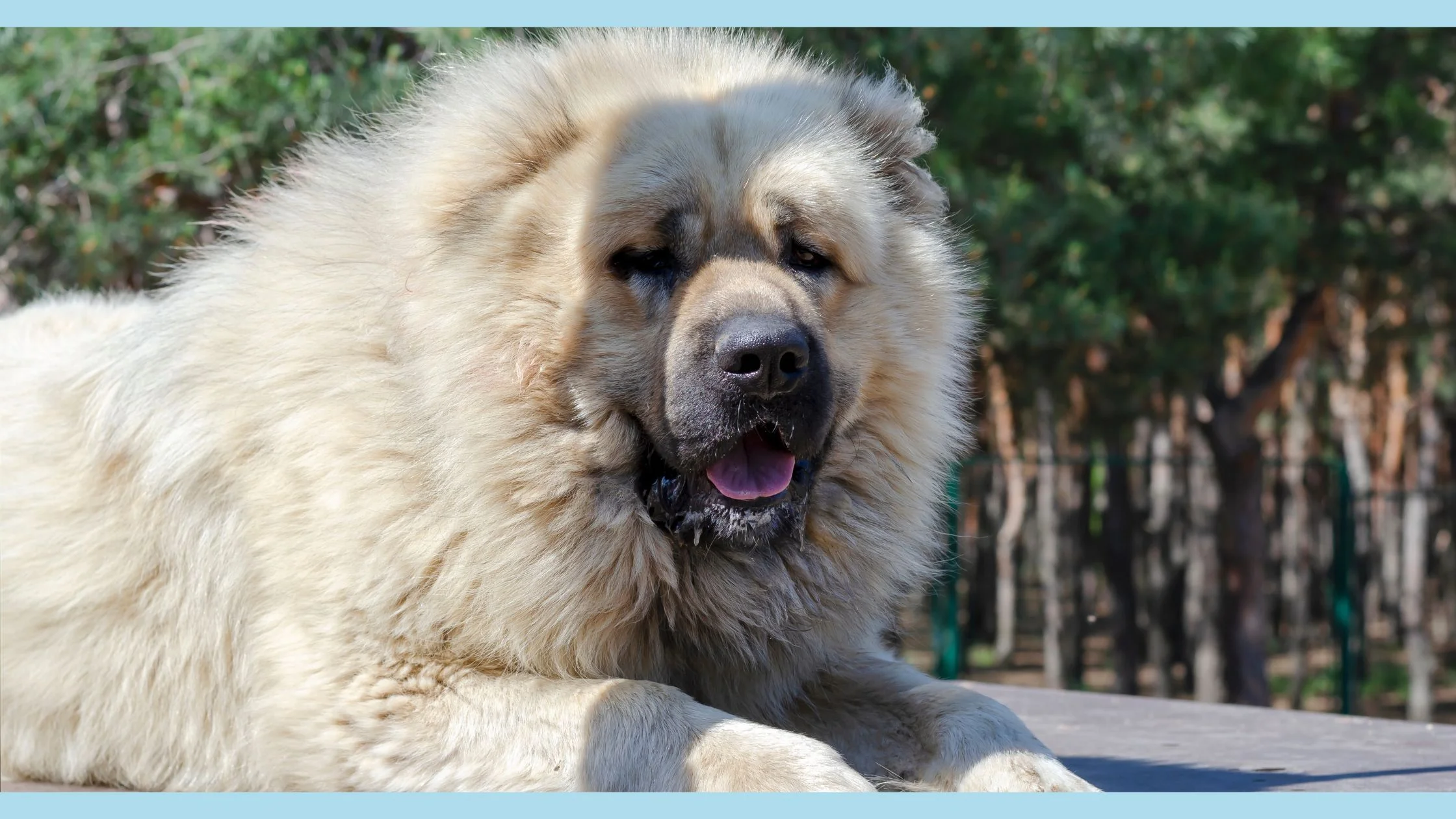 big doggo bear
