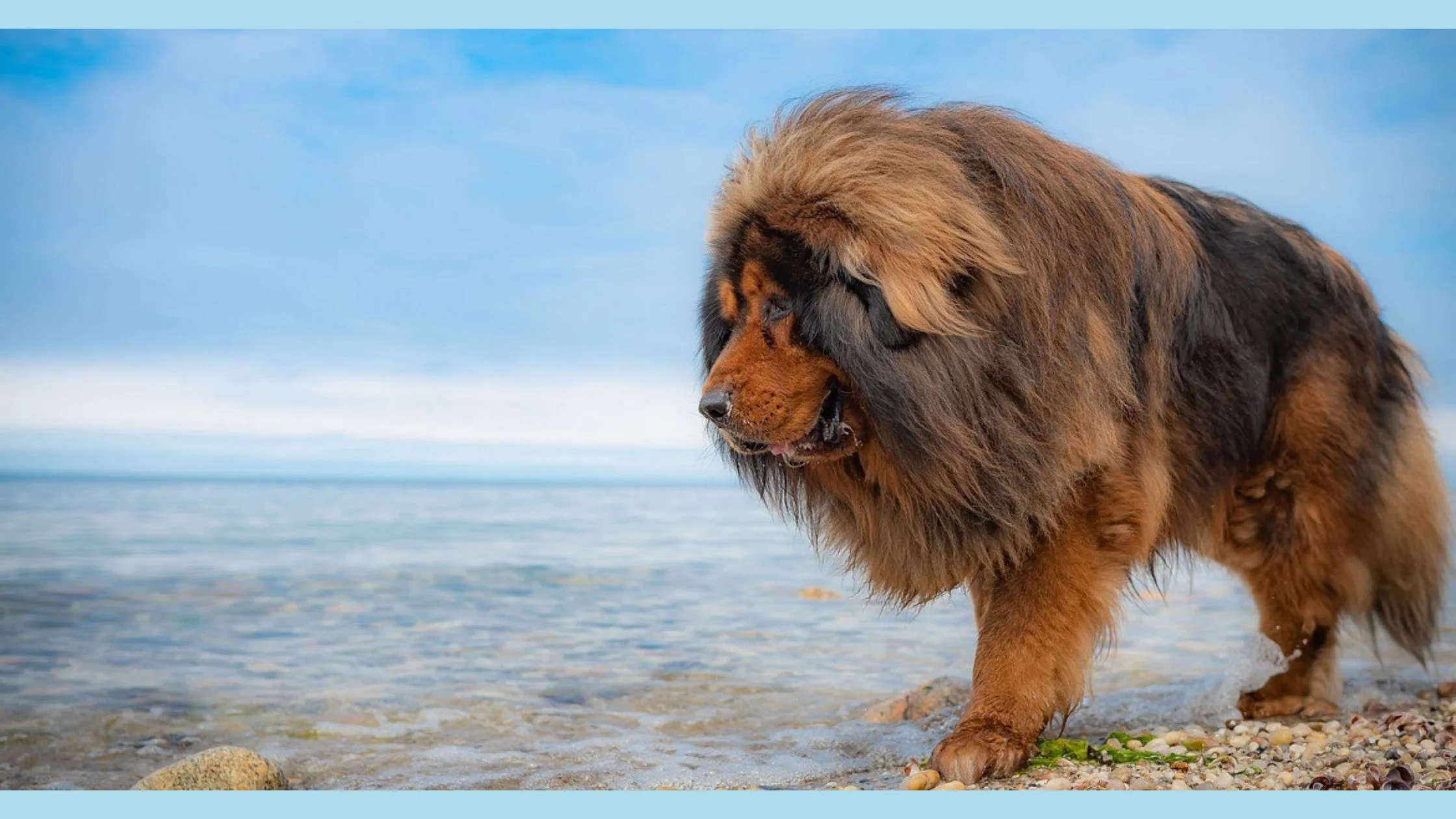 dogs that look like bears